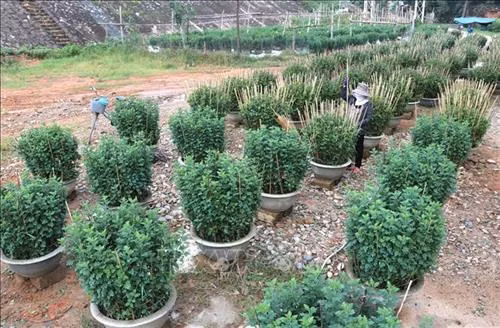 Làng hoa Sa Đéc (Đồng Tháp) tích cực chăm sóc hơn 3 triệu giỏ hoa để kịp nở vào đúng dịp Tết. Ảnh: Nguyễn Văn Trí – TTXVN Phường Tân Quy Đông và xã Tân Khánh Đông (Sa Đéc-Đồng Tháp) có hơn 2.300 hộ sản xuất hoa kiểng các loại. Ảnh: Nguyễn Văn Trí –TTXVN Các hộ trồng hoa ở xã Ninh Phúc (Ninh Bình) gieo trồng chăm sóc hoa vụ Tết. Ảnh: Minh Đức – TTXVN Nông dân tỉnh Quảng Bình tích cực trong các khâu chăm sóc hoa, cây cảnh để kịp phục vụ thị trường Têt. Ảnh: Võ Dung-TTXVN Làng hoa An Lạc (Quảng Trị) có gần 100 hộ tham gia trồng trên 30.000 chậu hoa, trong đó chủ yếu là hoa cúc phục vụ Tết. Ảnh: Nguyên Lý-TTXVN