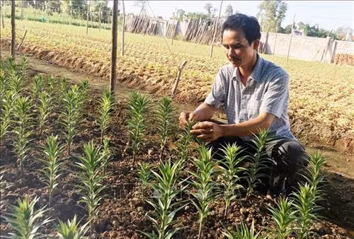 Làng hoa Sa Đéc (Đồng Tháp) tích cực chăm sóc hơn 3 triệu giỏ hoa để kịp nở vào đúng dịp Tết. Ảnh: Nguyễn Văn Trí – TTXVN Phường Tân Quy Đông và xã Tân Khánh Đông (Sa Đéc-Đồng Tháp) có hơn 2.300 hộ sản xuất hoa kiểng các loại. Ảnh: Nguyễn Văn Trí –TTXVN Các hộ trồng hoa ở xã Ninh Phúc (Ninh Bình) gieo trồng chăm sóc hoa vụ Tết. Ảnh: Minh Đức – TTXVN Nông dân tỉnh Quảng Bình tích cực trong các khâu chăm sóc hoa, cây cảnh để kịp phục vụ thị trường Têt. Ảnh: Võ Dung-TTXVN Làng hoa An Lạc (Quảng Trị) có gần 100 hộ tham gia trồng trên 30.000 chậu hoa, trong đó chủ yếu là hoa cúc phục vụ Tết. Ảnh: Nguyên Lý-TTXVN