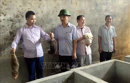 Nuôi dúi tăng thu nhập cho bà con vùng cao. Ảnh: Nguyễn Nam-TTXVN