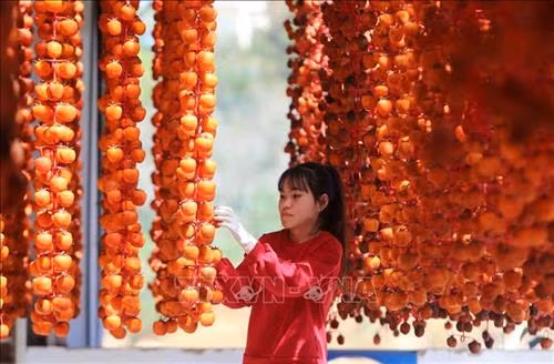 Những giàn hồng treo gió tại vườn hồng Lễ Vân. Ảnh: Nhật Anh - TTXVN