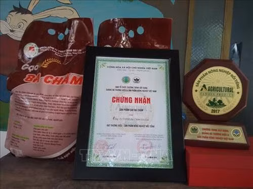 Sản phẩm gạo Ba Chăm được công nhận Thương hiệu sản phẩm nông nghiệp nổi tiếng Việt Nam. Ảnh: Hoài Nam - TTXVN