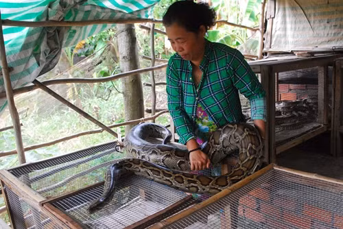 Mô hình nuôi trăn của chị Nguyễn Thị Hằng ở tuyến dân cư ấp Cả Nổ (vùng trũng của Đồng Tháp Mười) xã Vĩnh Lợi (Tân Hưng, Long An).