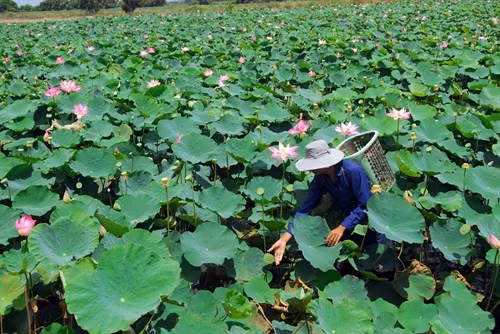 Mô hình trồng sen của hộ ông Nguyễn Văn Thái xã Vĩnh Đại(Tân Hưng, Long An).