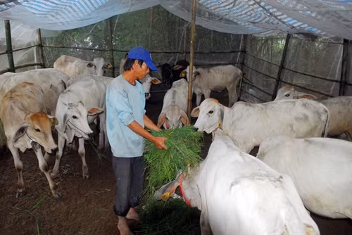 Mô hình nuôi bò của gia đình anh Phan Văn Sỹ ở xã Phú Hội (An Phú, An Giang).