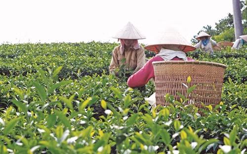 Thành phố Đà Lạt đẩy mạnh phát triển trồng chè theo tiêu chuẩn VietGAP