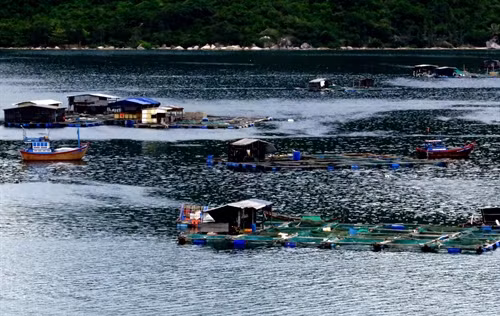 Nhiều lồng bè nuôi thủy sản trái phép tại Vũng Rô.