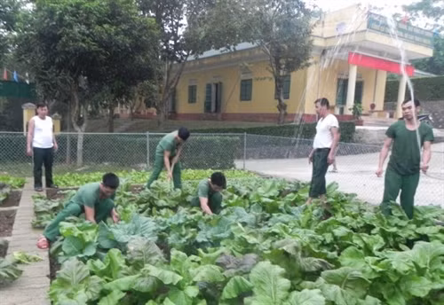 Chăm sóc vườn rau xanh của đơn vị.