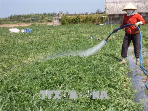 Chăm sóc ruộng dưa hấu. Ảnh: Huỳnh Phúc Hậu - TTXVN