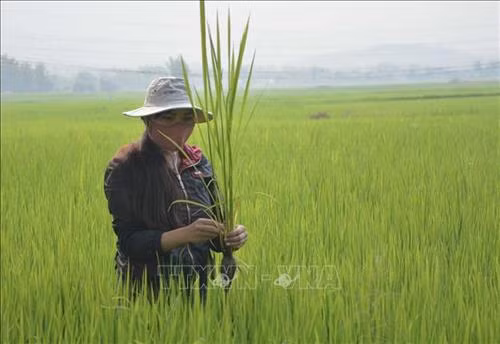 Nhân viên trạm Bảo vệ thực vật huyện Điện Biên kiểm tra lúa bị sâu bệnh. Ảnh: Văn Dũng - TTXVN