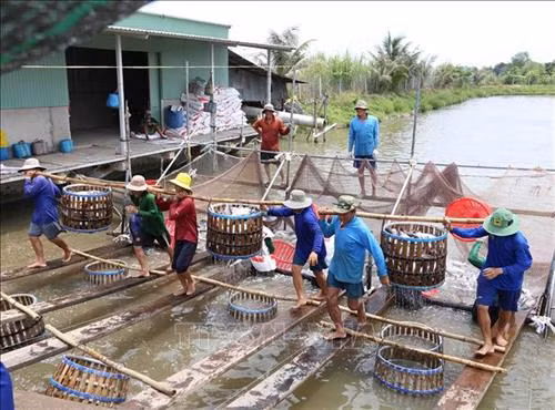 Thu hoạch cá tra thương phẩm. Ảnh: Vũ Sinh-TTXVN