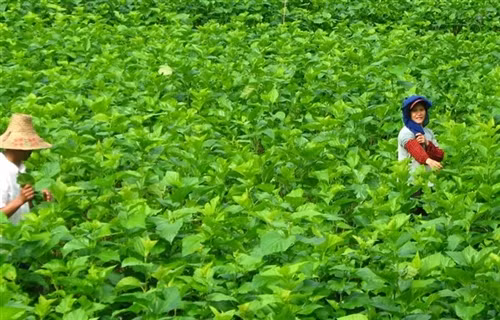 Cánh đồng dâu giống mới của gia đình ông Nguyễn Văn Và, xóm Phiêng Mòn, xã Cô Ba (Bảo Lạc).