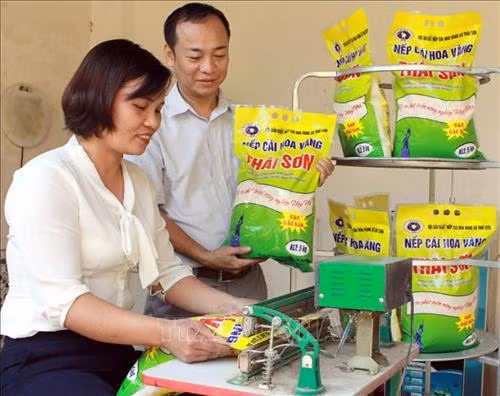 Đóng gói sản phẩm Nếp cái hoa vàng Thái Sơn. Ảnh: Đồng Thúy-TTXVN
