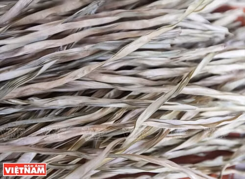 Lá buông phơi khô, nguyên liệu chính để làm nón ở Hòa Bình.