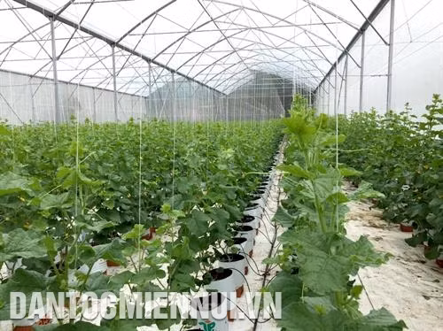 Mô hình trồng dưa lưới trong nhà màn của Công ty cổ phần nông nghiệp công nghệ cao Đông Á. Ảnh: Nguyễn Thanh