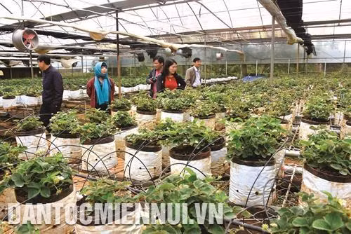 Du khách tham quan mô hình trồng dâu tây ở Khu du lịch sinh thái Măng Đen. Ảnh: Văn Phương