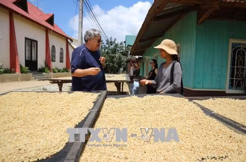 Ông Neil Sumer (du khách người Úc) tìm hiểu quy trình sản xuất cà phê Arabica của người dân tộc K’Ho. Ảnh: Nguyễn Dũng – TTXVN