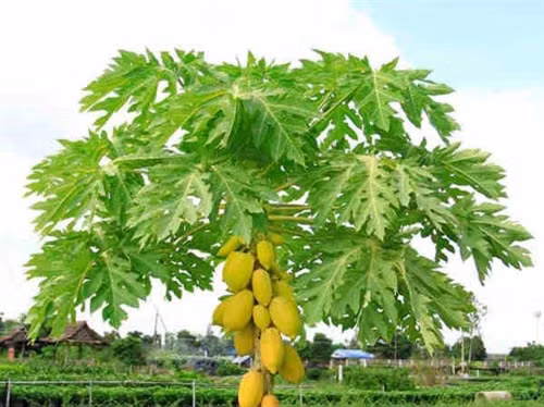 Nước ép lá đu đủ và mật ong trị đau dạ dày ảnh 1