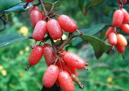Những vị thuốc quý từ quả nhót ảnh 3