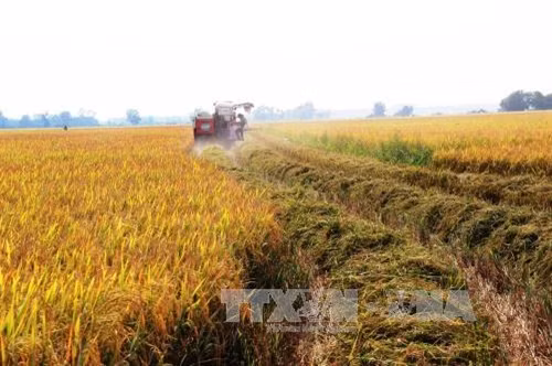 Nông dân ven sông Vàm Cỏ Đông thuộc xã Trí Bình, huyện Châu Thành thu hoạch lúa đông xuân. Ảnh: Lê Đức Hoảnh - TTXVN