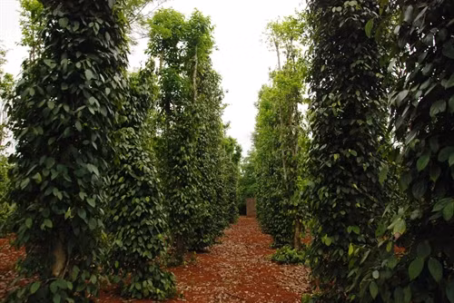 Mô hình trồng tiêu tại xã Vĩnh Giang.