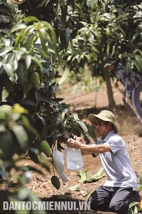 Mô hình trồng xoài theo tiêu chuẩn vietGAP ở Tổ hợp tác trồng xoài thôn Tân Lợi, xã Đắk Gằn đem lại thu nhập cao cho nhiều hộ đồng bào