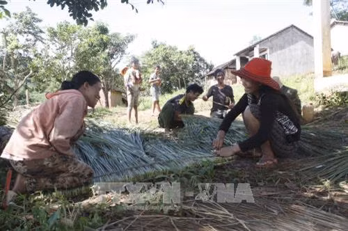 Bà con trong làng đan những tấm tranh thành từng liếp để lợp mái nhà Rông. Ảnh: Hồng Điệp – TTXVN
