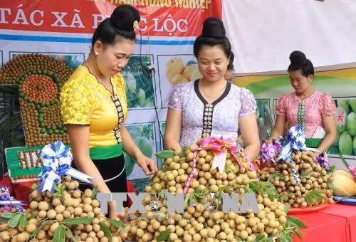 Gian giới thiệu sản phẩm nhãn của các địa phương tham gia hội thi. Ảnh: TTXVN phát