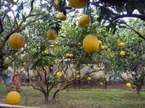 Người đưa bưởi Diễn lên vùng cao ảnh 1