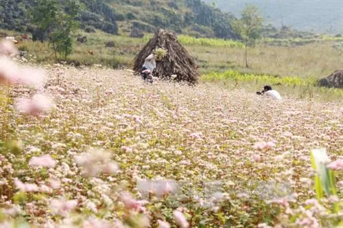 Đắm mình cùng sắc hoa tam giác mạch Hà Giang ảnh 3