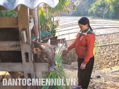 Khoản kinh phí đầu tư cho cộng đồng dân cư thôn, bản ở vùng đệm, vùng lõi đã hỗ trợ đồng bào phát triển sản xuất, chăn nuôi