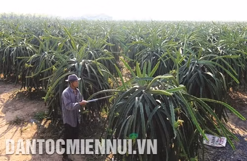 Thường xuyên kiểm tra sâu bệnh trên cây thanh long để phòng trừ kịp thời