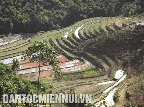Đất canh tác của đồng bào ở vùng lõi