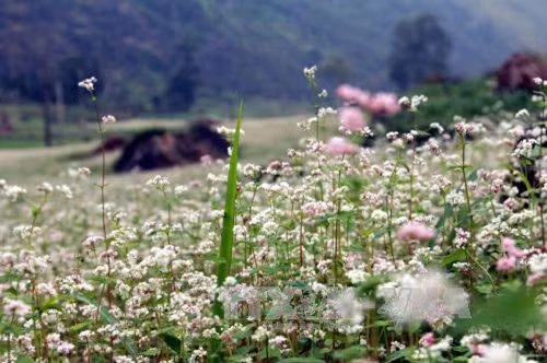 Đắm mình cùng sắc hoa tam giác mạch Hà Giang ảnh 6