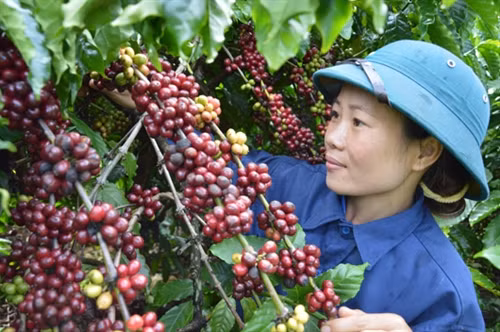 Chị Mùa chăm sóc cà phê