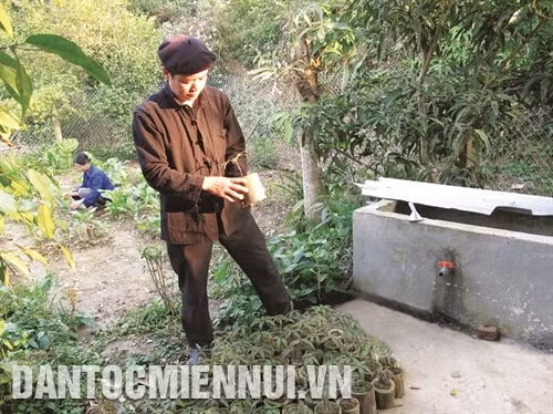 Ông Đặng Văn Lộc, trưởng thôn Nà Nghè, xã Nam Mẫu thuộc vùng lõi Vườn quốc gia Ba Bể chuẩn bị cây trám giống trước khi trồng
