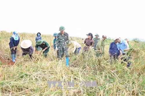 Bên cạnh nhiệm vụ bảo vệ an ninh quốc phòng khu vực biên giới, Công ty 75 (Binh đoàn 15) đóng quân trên địa bàn huyện Đức Cơ, tỉnh Gia Lai còn có nhiều đóng góp cho sự phát triển kinh tế của địa phương. Ảnh : Phạm Thị Hồng Điệp