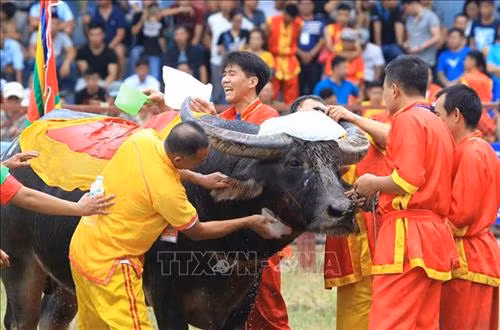 "Ông" trâu số 12 được chăm sóc tốt nhất, trước khi vào trận chung kết. Ảnh: An Đăng - TTXVN Pha móc cáng sừng của “ông” trâu 11 làm cho ''ông'' trâu số 5 bổ nhào trên không. Ảnh: An Đăng - TTXVN “Ông” trâu 14 tiếp tục đuổi "ông" trâu 11 bỏ chạy. Ảnh: An Đăng - TTXVN Pha móc cáng sừng của hai “ông” trâu. Ảnh: An Đăng - TTXVN Cú “Hổ lao” của hai “ông” trâu số 1 và số 8. Ảnh: An Đăng - TTXVN