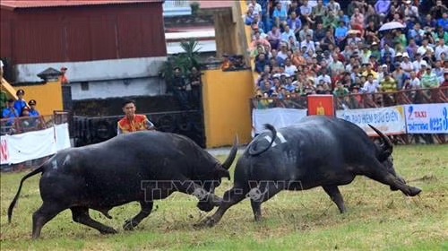 Lễ hội chọi trâu Đồ Sơn năm 2018 ảnh 5