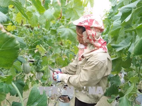 Chăm sóc dưa lưới trong nhà kính theo công nghệ Israel. Ảnh: Nguyễn Oanh - TTXVN