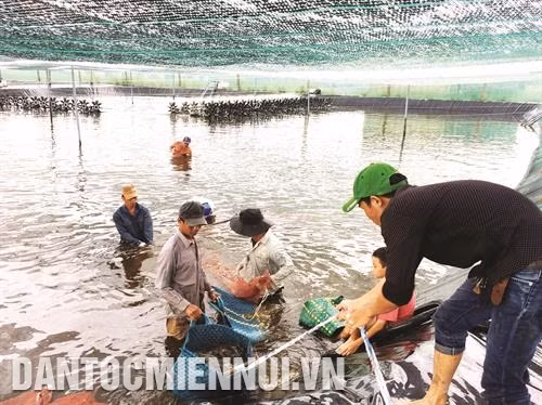 Mô hình sản xuất liên kết chuỗi gắn với thị trường tiêu thụ đã giúp nhiều hộ nuôi tôm ở Cà Mau nâng cao thu nhập. Ảnh: Kim Há