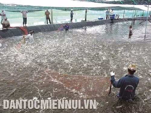 Thu hoạch tôm nuôi siêu thâm canh tại tỉnh Cà Mau. Ảnh: Kim Há