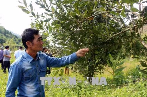 Đại biểu tham quan vườn cây mắc ca tại xã Bản Hon, huyện Tam Đường (Lai Châu). Ảnh: Công Tuyên – TTXVN