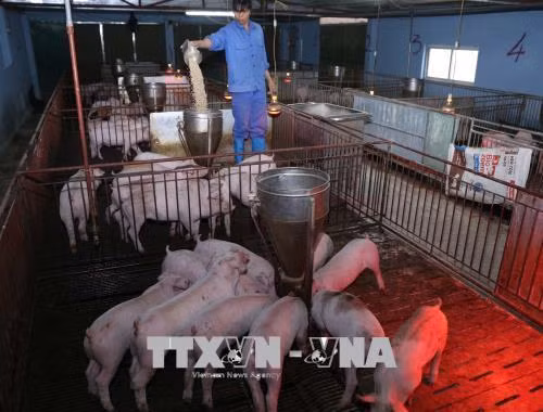 Công nhân chăm sóc đàn lợn con. Ảnh: Vũ Sinh - TTXVN