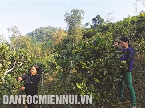 Dự án "Phát triển sản xuất một số cây trồng hàng hóa góp phần nâng cao thu nhập cho nông hộ" tập trung vào thâm canh chè Shan Tuyết theo hướng VietGAP.