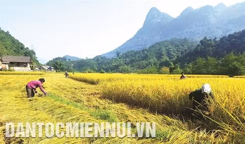 Đồng bào dân tộc thu hoạch lúa trên cánh đồng lúa bao thai.
