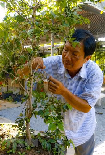 Ông Huỳnh Công Thống kiểm tra cây nho thân gỗ đang cho trái. Ảnh: Thanh Liêm - TTXVN