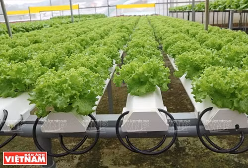 Cận cảnh các cây rau đặt trên ống thủy canh chứa nước dinh dưỡng