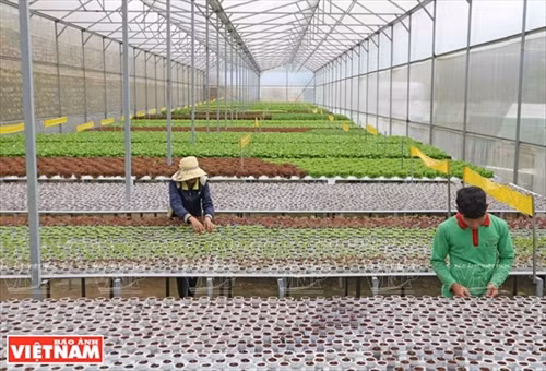 Một nhà kính trồng rau thủy canh theo công nghệ Thái Lan trong trang trại của gia đình anh Phan Tuấn Linh (phường 5, thành phố Đà Lạt)