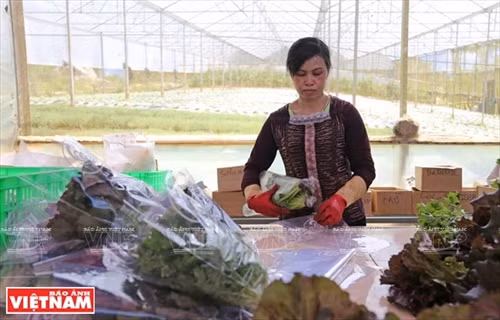 Nhân công đóng gói rau xà lách thủy canh tại nông trại trước khi đưa đi tiêu thụ