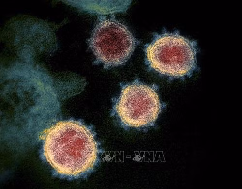 Hình ảnh virus SARS-CoV-2 được soi dưới kính hiển vi. Ảnh: AFP/TTXVN